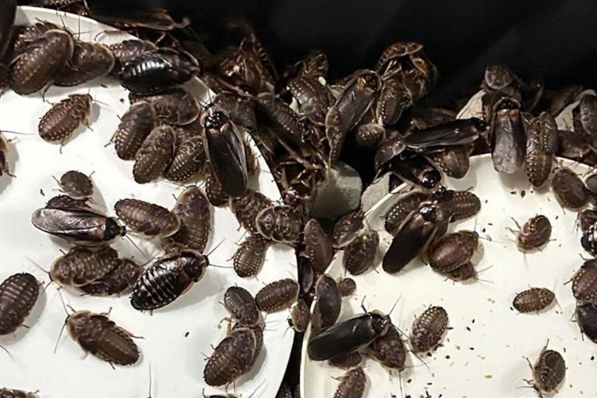 Autoridades en Australia incautaron más de 100 mil cucarachas exóticas ilegales en criadero y alertaron que no son especies nativas de ese país