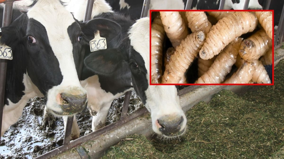 Texas se declara en estado de emergencia ante riesgo del gusano barrenador del Nuevo Mundo, una plaga que amenaza al ganado, la vida silvestre y una industria valuada en 20 mil millones de dólares