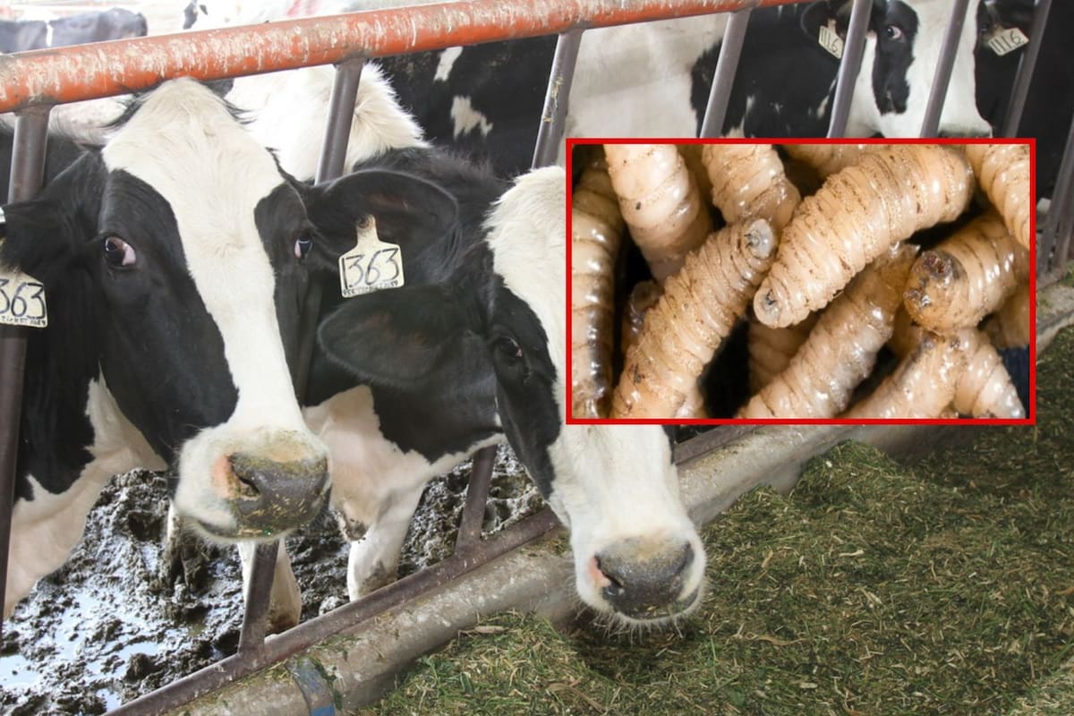 Texas se declara en estado de emergencia ante riesgo del gusano barrenador del Nuevo Mundo, una plaga que amenaza al ganado, la vida silvestre y una industria valuada en 20 mil millones de dólares