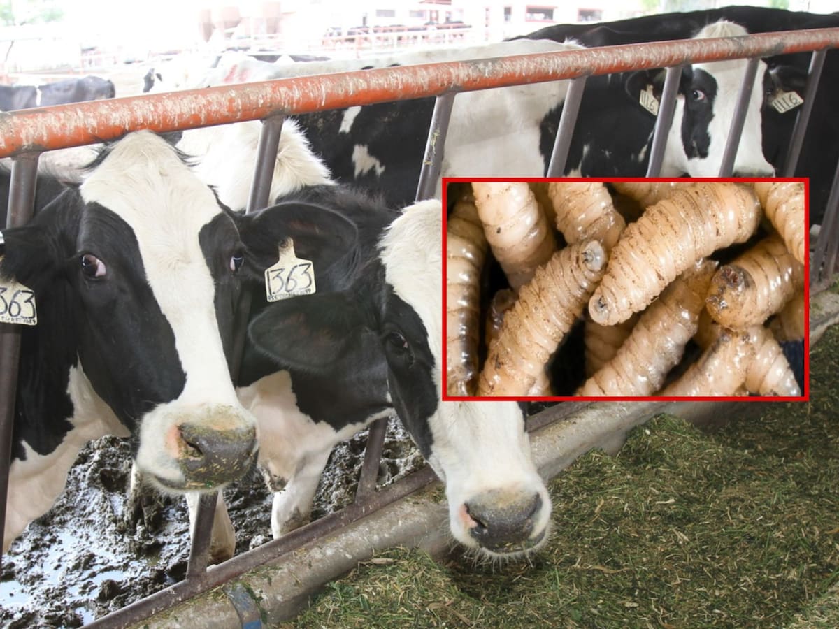 El gobernador Greg Abbott declara emergencia estatal en Texas por riesgo del gusano barrenador, una plaga erradicada desde 1966 que amenaza al ganado, la vida silvestre y una industria valuada en 20 mil millones de dólares. | Crédito: Banco digital GH