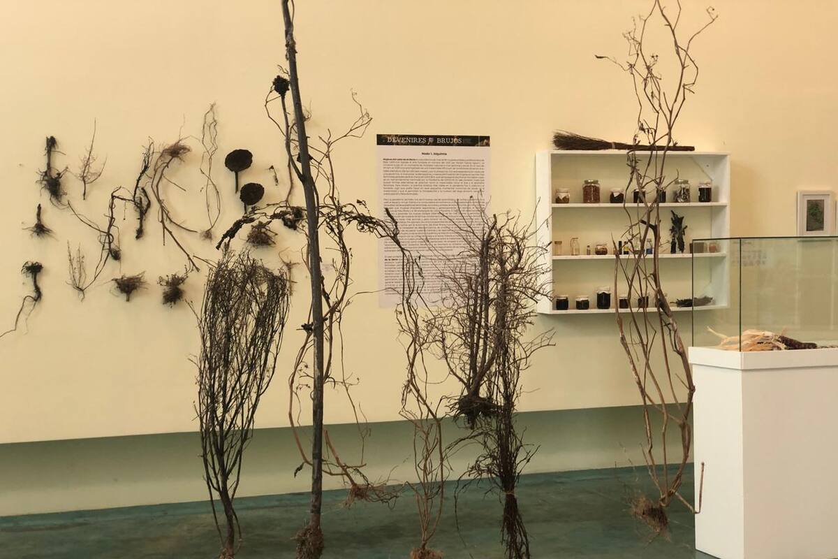 Celebra Ceart el 8 aniversario de su operación en Rosarito