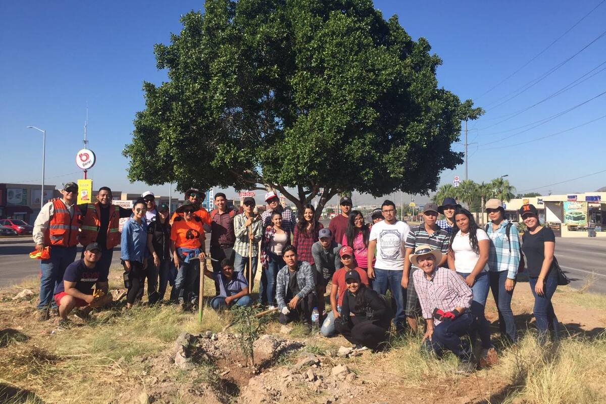 Ambientalistas garantizan "vida" a árboles en el bulevar Progreso