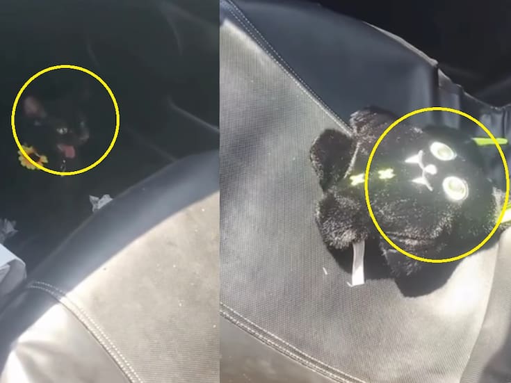 “No le gustó su regalo”: joven graba cómo su gato le gruñe al juguete que le había comprado