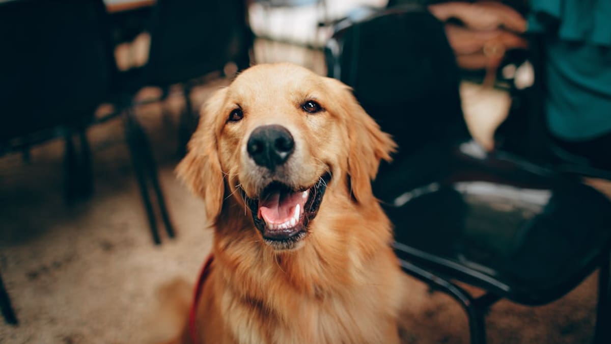 Veterinarios advierten que la euforia de los perros al ver regresar a sus dueños no siempre es felicidad, sino una señal de estrés y ansiedad por separación que puede afectar su salud emocional y física