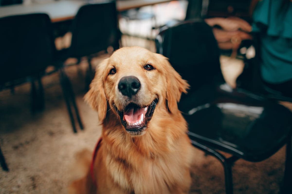 Veterinarios advierten que la euforia de los perros al ver regresar a sus dueños no siempre es felicidad, sino una señal de estrés y ansiedad por separación que puede afectar su salud emocional y física
