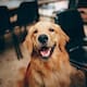 Veterinarios advierten que la euforia de los perros al ver regresar a sus dueños no siempre es felicidad, sino una señal de estrés y ansiedad por separación que puede afectar su salud emocional y física