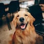 Veterinarios advierten que la euforia de los perros al ver regresar a sus dueños no siempre es felicidad, sino una señal de estrés y ansiedad por separación que puede afectar su salud emocional y física