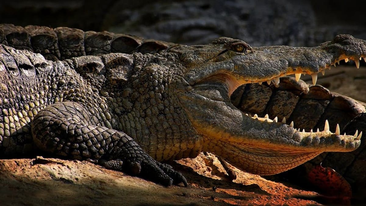 Matanza de cocodrilos en Jamaica: autoridades desmienten supuestos beneficios medicinales