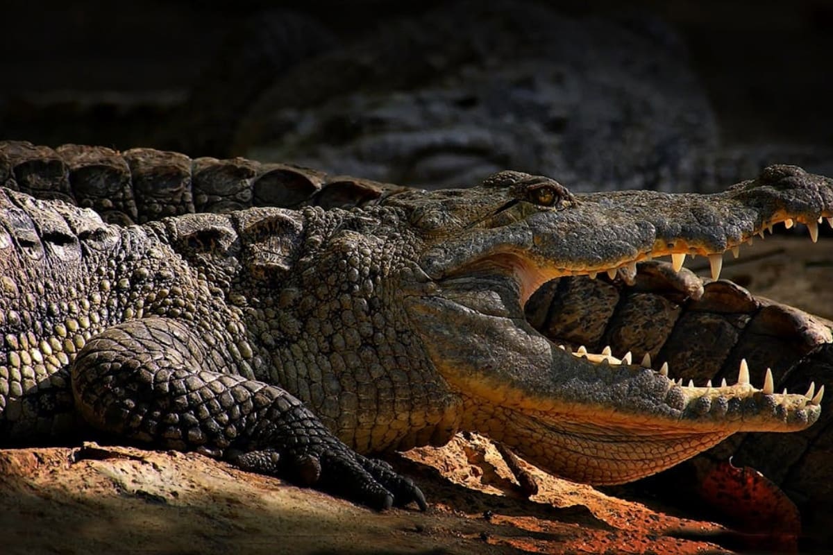 Matanza de cocodrilos en Jamaica: autoridades desmienten supuestos beneficios medicinales