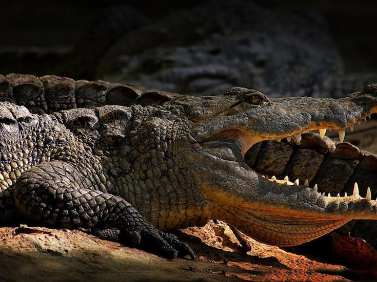 Matanza de cocodrilos en Jamaica: autoridades desmienten supuestos beneficios medicinales