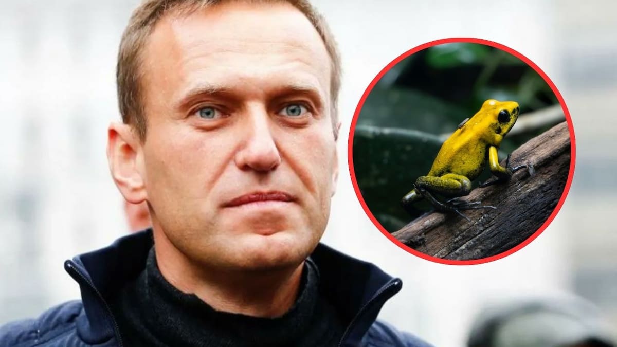 Epibatidina en el cuerpo de Alexei Navalny: cinco países acusan a Rusia de asesinar al opositor con veneno de rana dardo