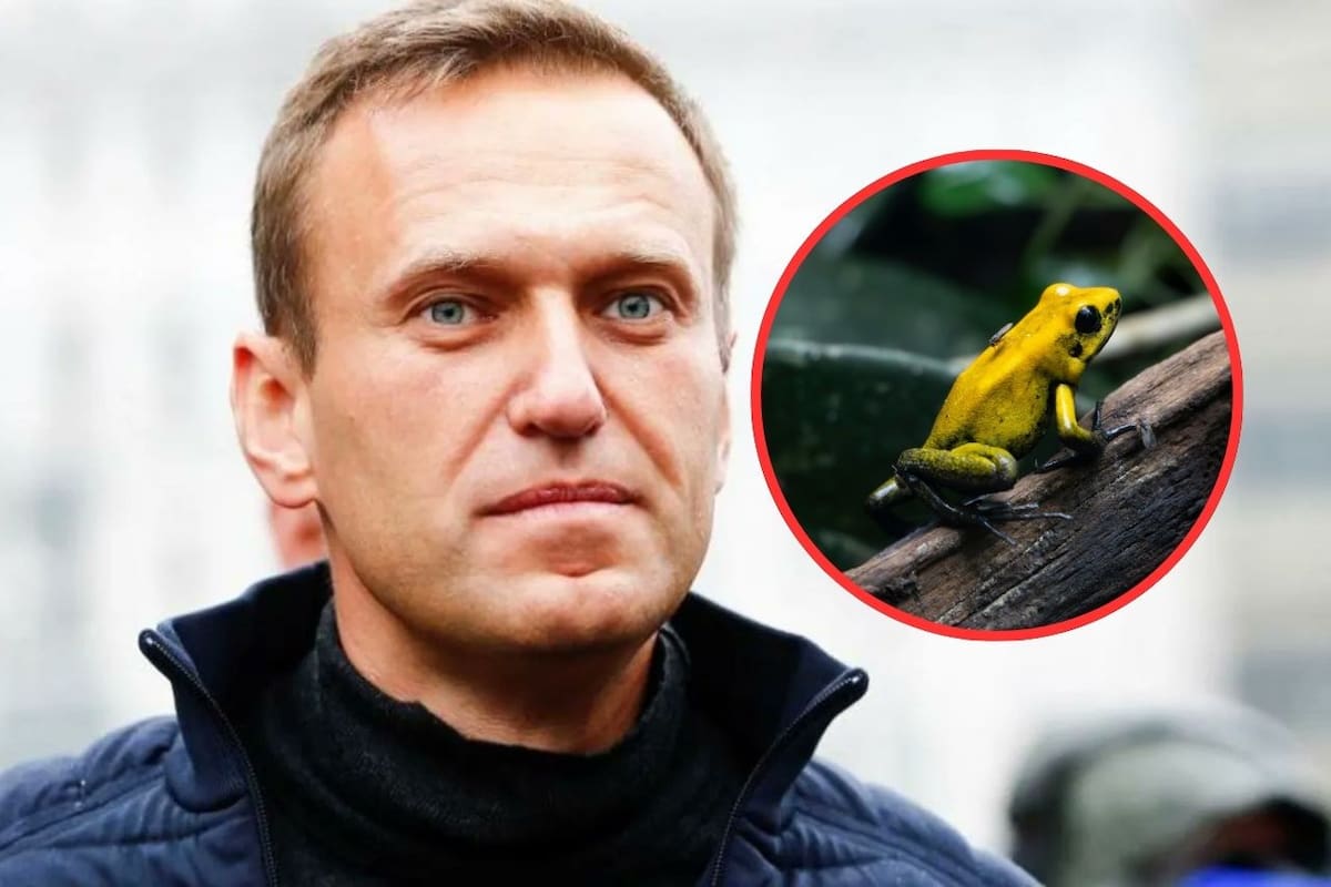 Epibatidina en el cuerpo de Alexei Navalny: cinco países acusan a Rusia de asesinar al opositor con veneno de rana dardo