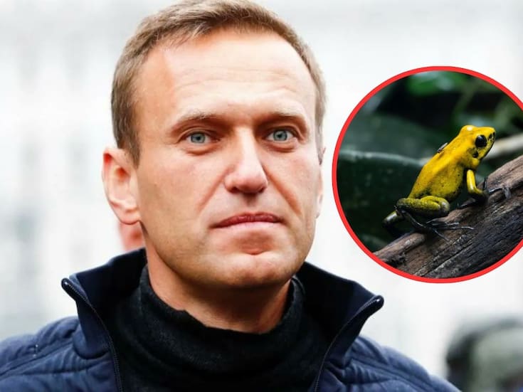 Epibatidina en el cuerpo de Alexei Navalny: cinco países acusan a Rusia de asesinar al opositor con veneno de rana dardo