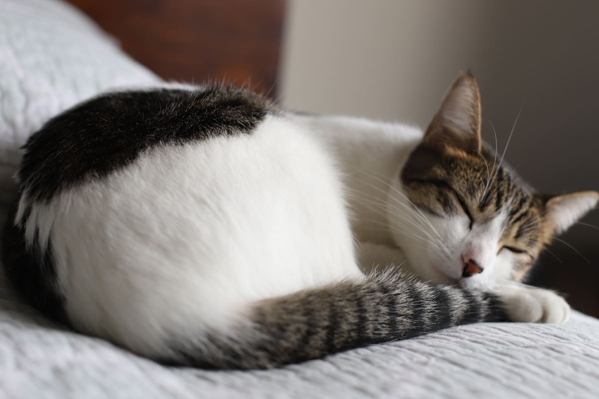 ¿Por qué siento que siempre tengo sueño? Claves para entender la somnolencia excesiva diurna