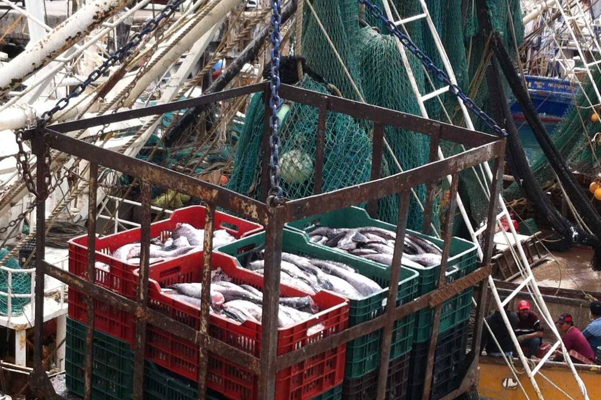 Piden publicar NOM para regular pesca de la merluza en el Golfo de California