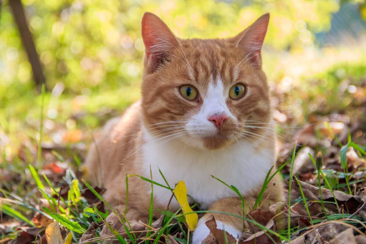 ¿Qué frutas y verduras pueden comer los gatos?