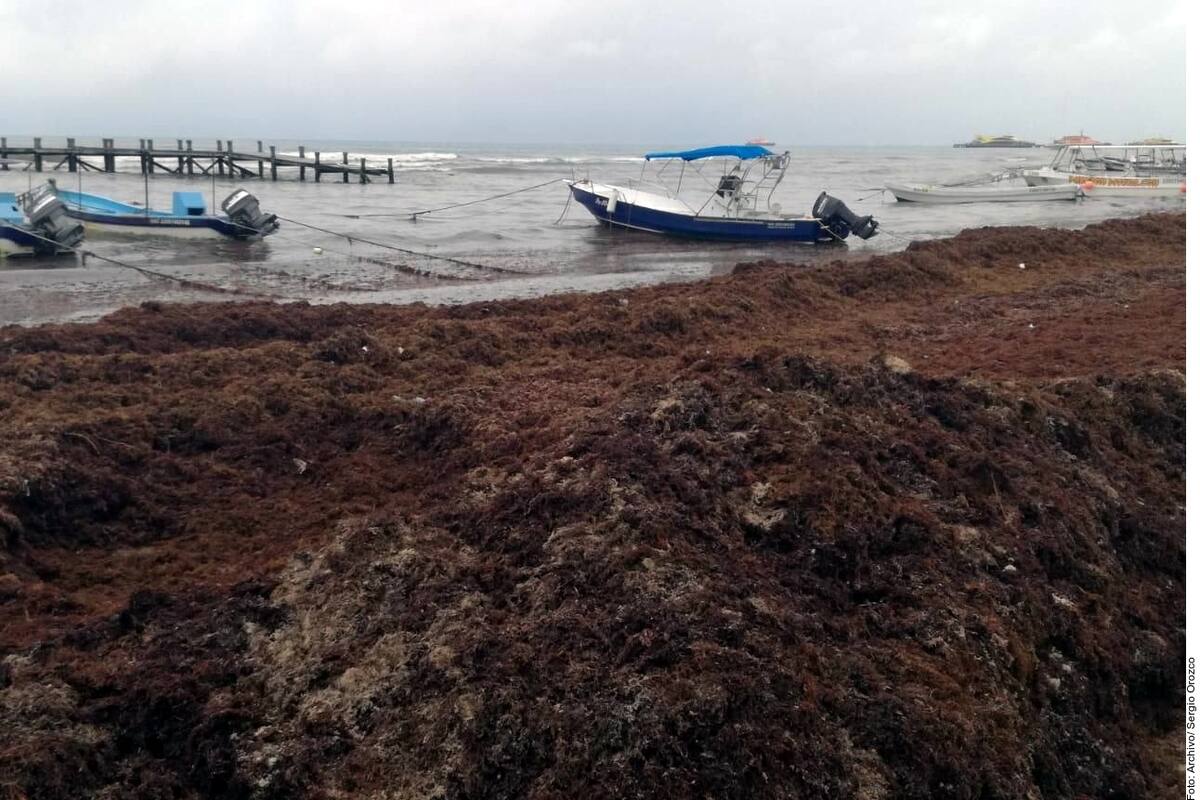 Hunde sargazo a comerciantes de Playa del Carmen