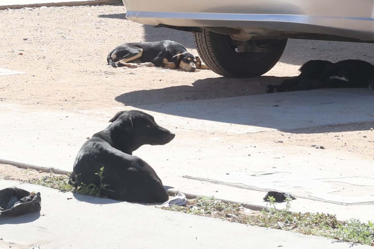 Vecinos de la Nuevo Hermosillo alertan por jauría agresiva; han reportado ataques a peatones