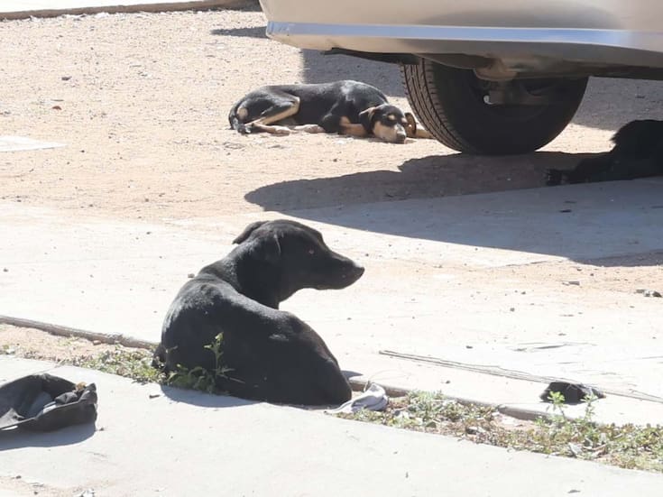 Vecinos de la Nuevo Hermosillo alertan por jauría agresiva; han reportado ataques a peatones