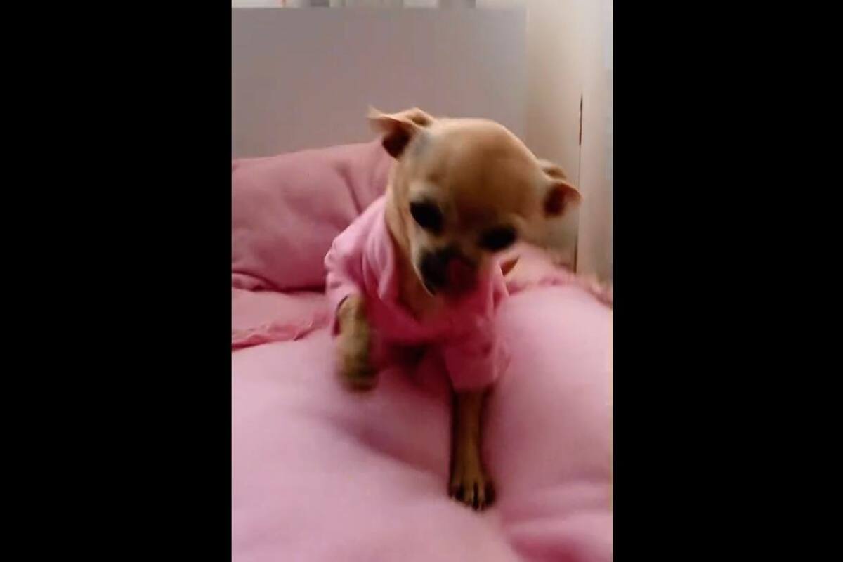 VIRAL TIKTOK: Esta mujer fabrica una mini cama para su mascota y se vuelve tendencia