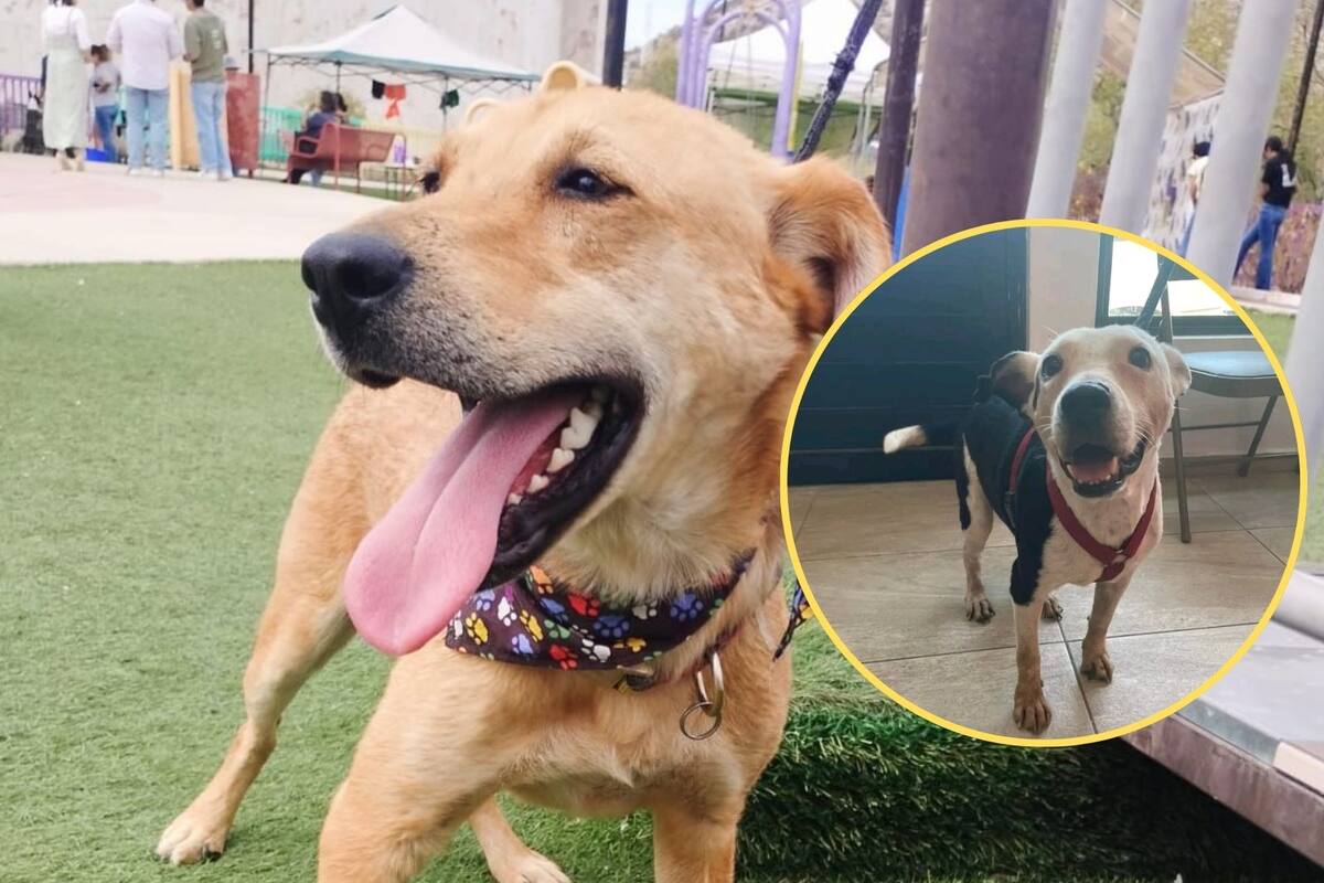 Rescatistas de animales en Hermosillo hacen milagros