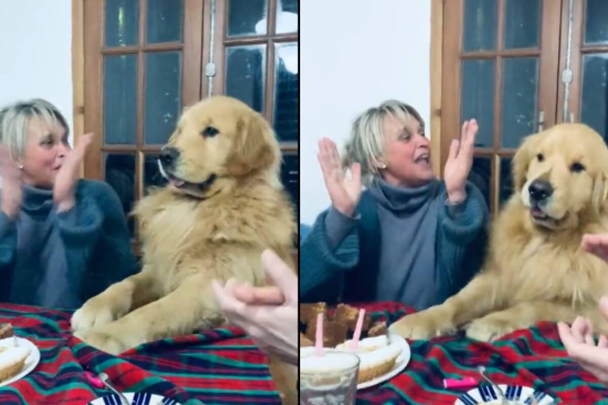 VIDEO: Perrito se hace viral por su reacción al celebrar un cumpleaños