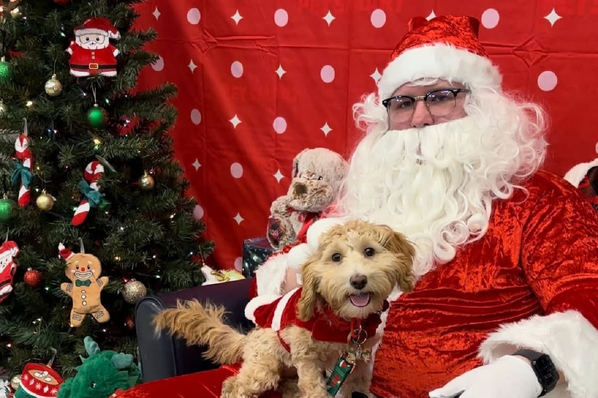 Ofrecen fotos gratis de mascotas con Santa en San Diego