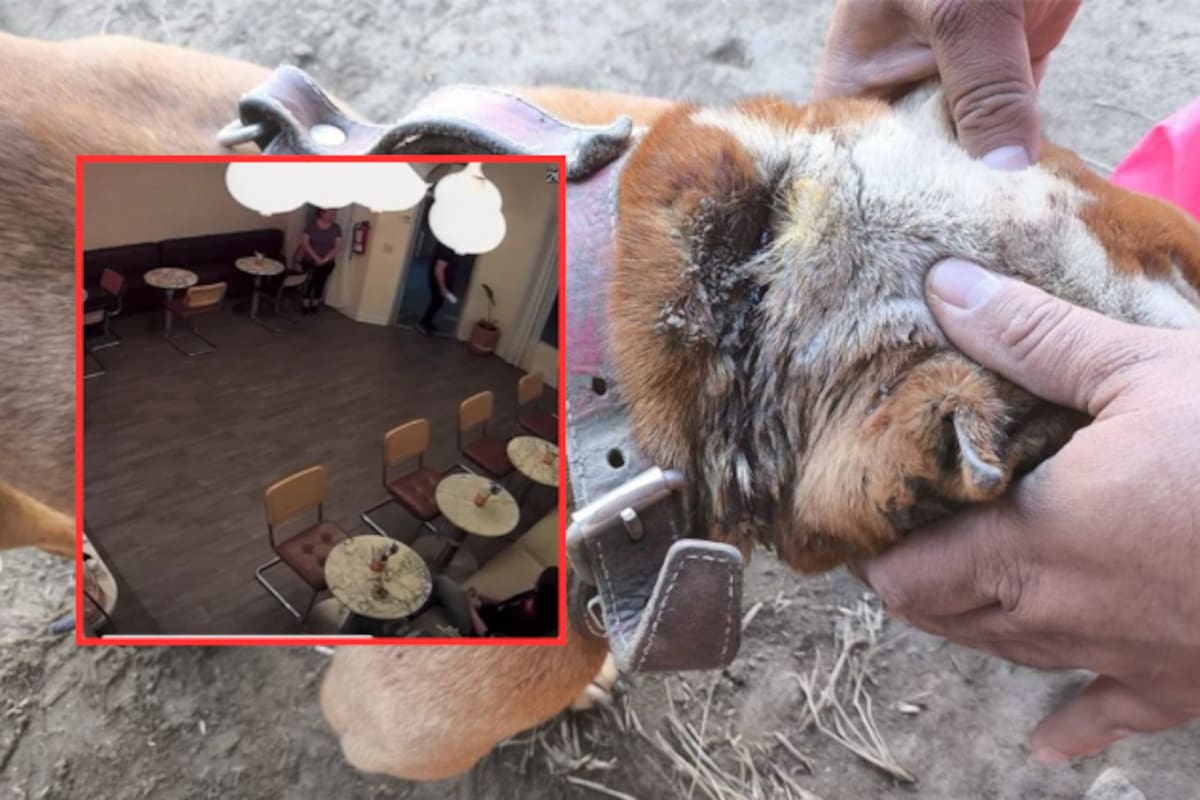 Arrojó agua caliente a perros callejeros frente a una cafetería en SLRC y el video se viralizó