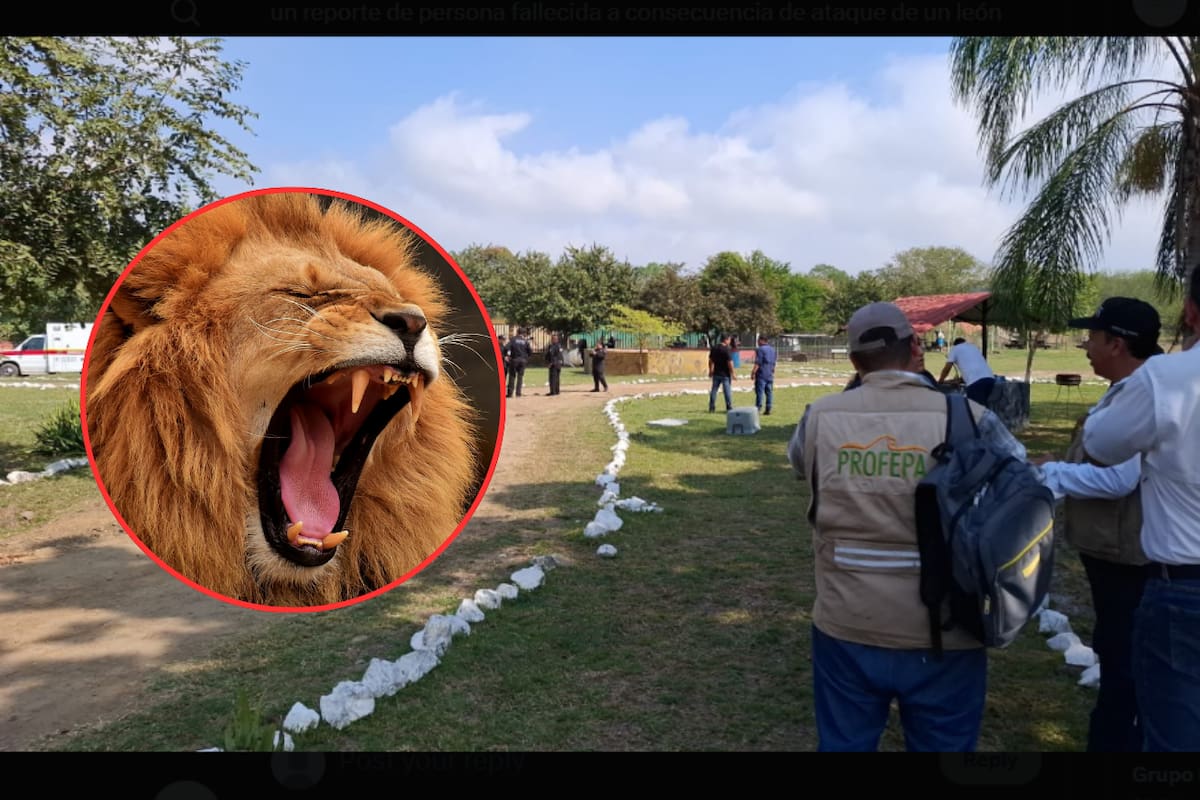 Hombre pierde la vida tras ataque de león en zoológico de Altamira, Tamaulipas