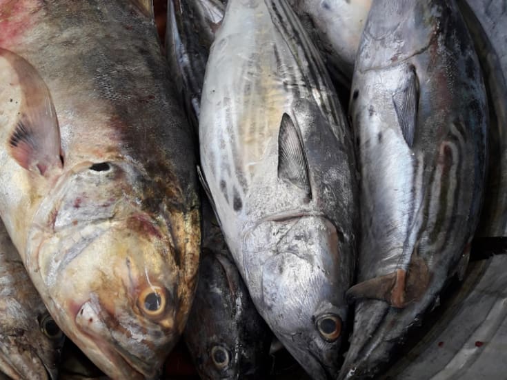 Hubo buena marea de curvina, ahora esperan pescadores buen precio