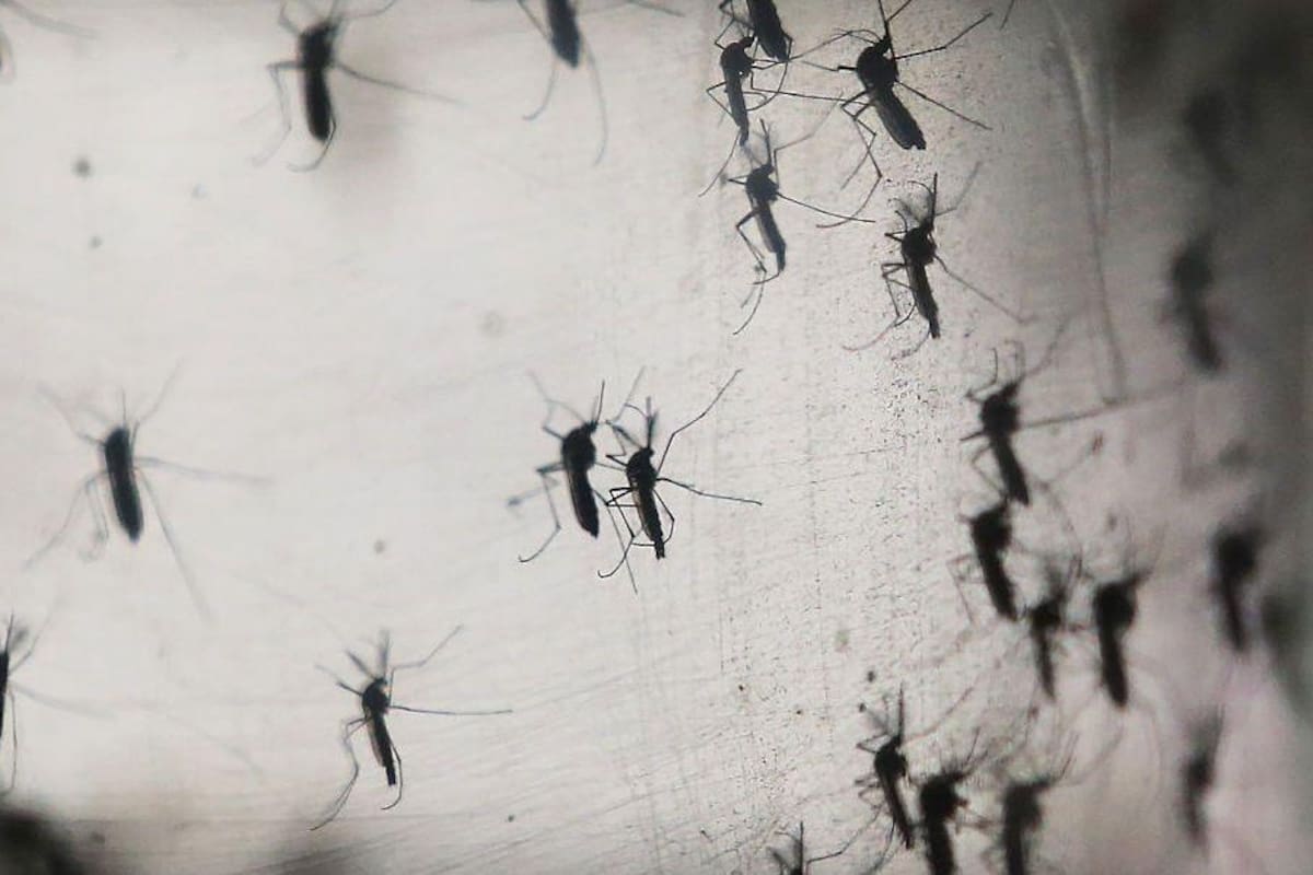 Reportan mil 591 contagios por dengue en el país en lo que va del año
