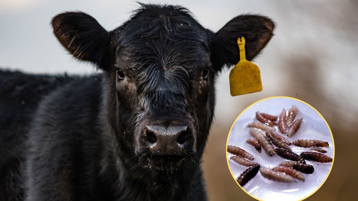 Chihuahua confirma primer caso de gusano barrenador