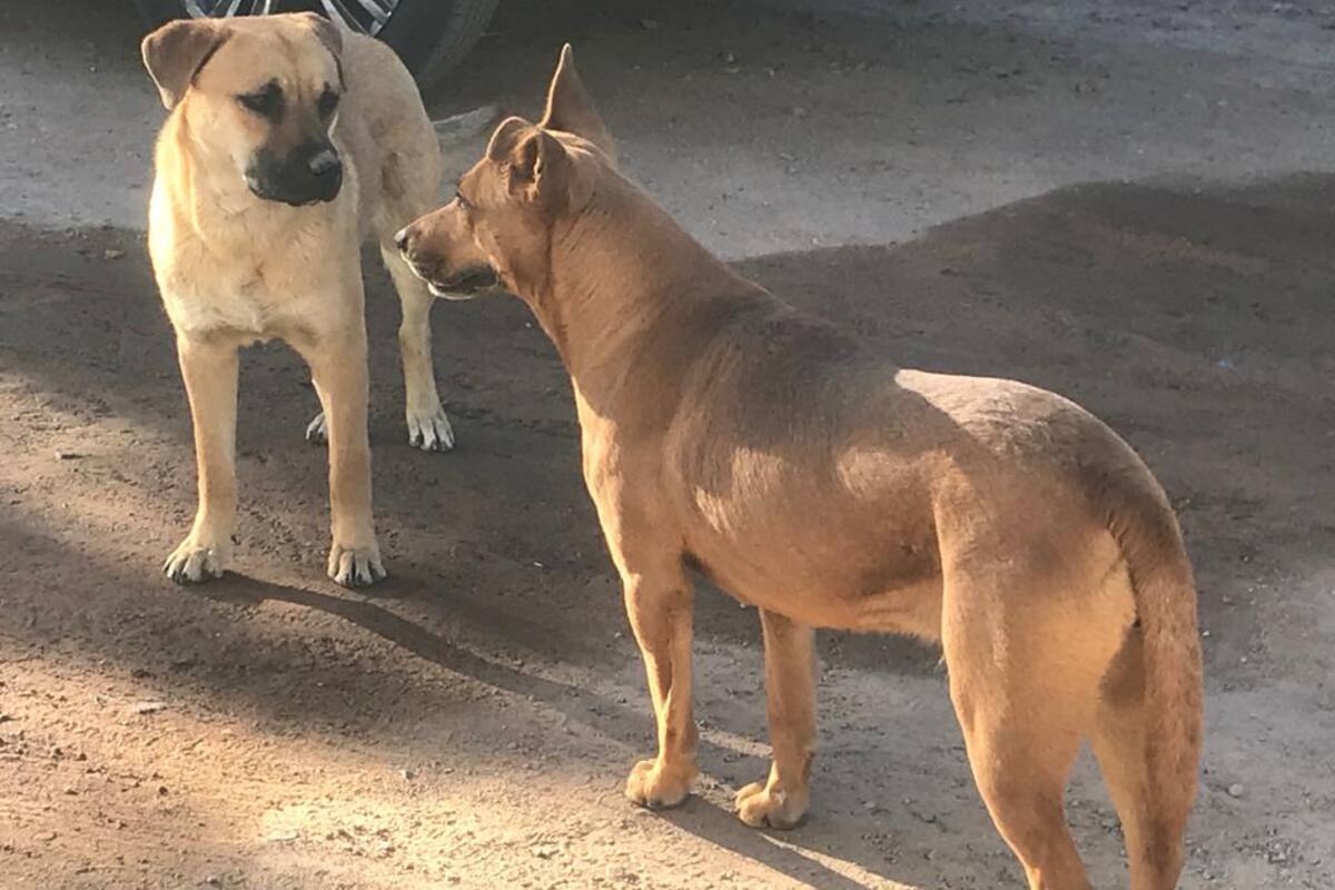 Rescate Animal realizará un censo de mascotas