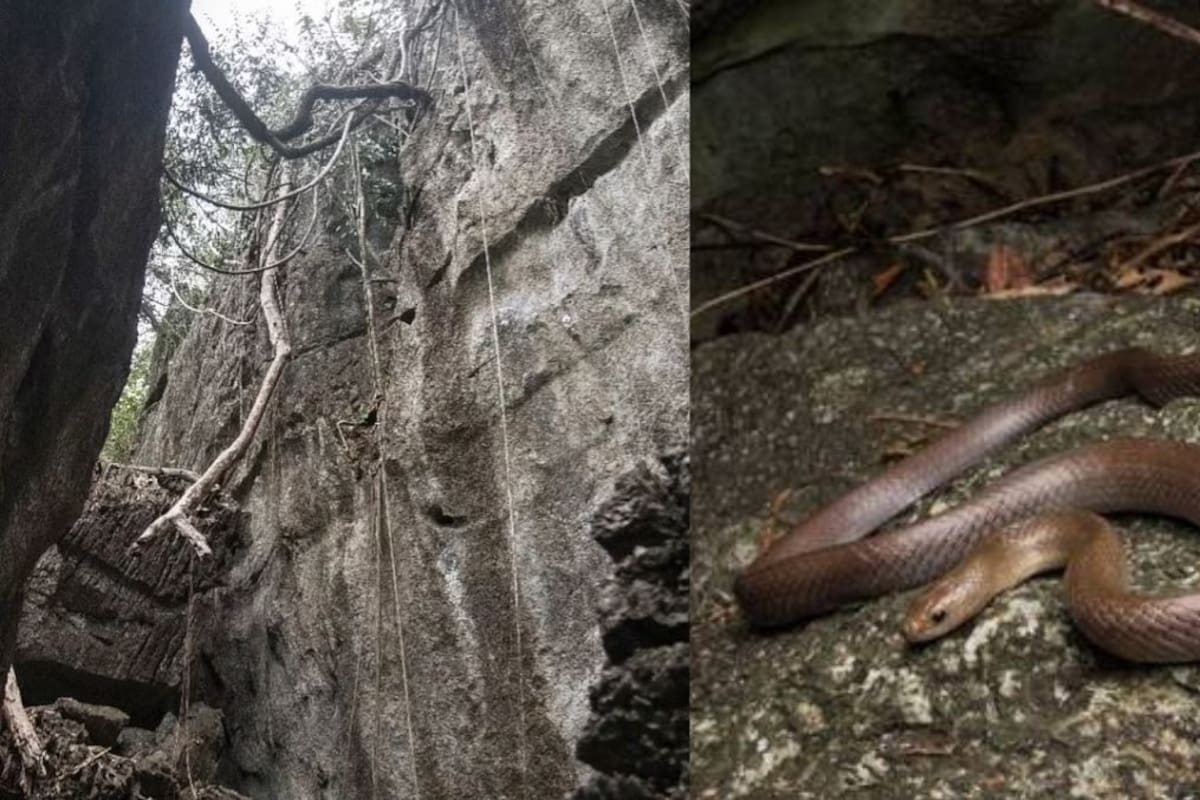 Descubren una nueva especie de serpiente con la capacidad de trepar en cueva de Tailandia