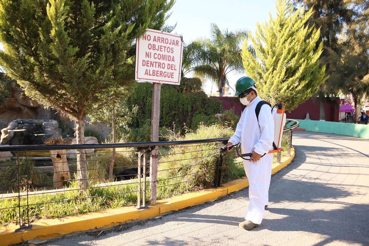 Fumigarán hábitats de animales en Parque Morelos