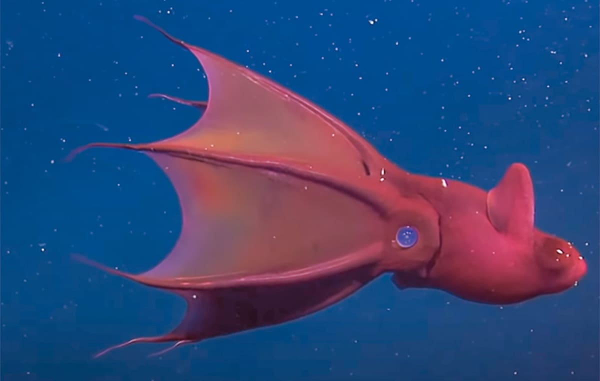 Revelan que el calamar vampiro conserva el mapa genético ancestral de los cefalópodos, la especie de los pulpos