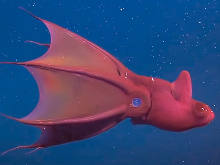 Revelan que el calamar vampiro conserva el mapa genético ancestral de los cefalópodos