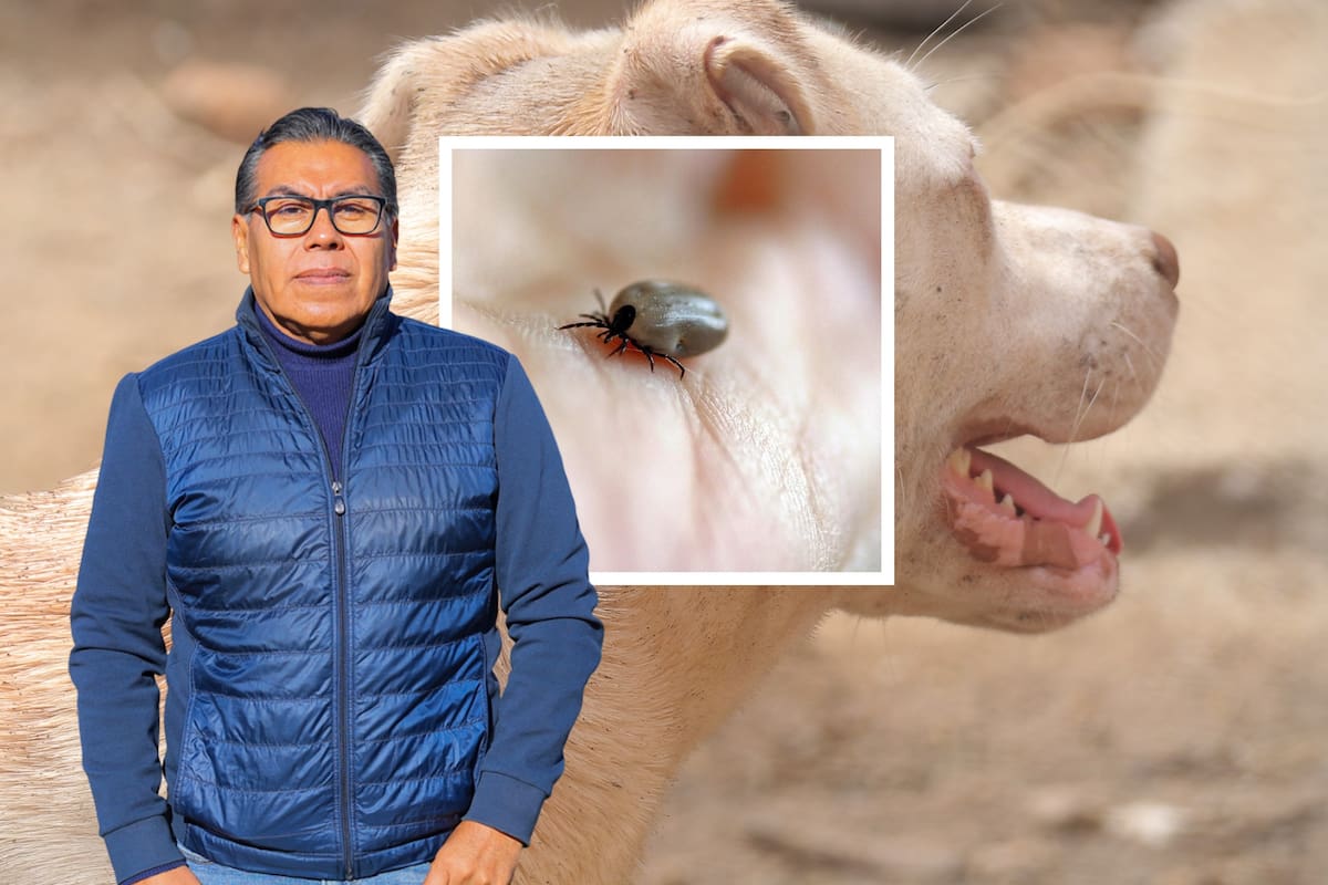 “La enfermedad más virulenta del país”: especialista alerta sobre la Rickettsia en Sonora