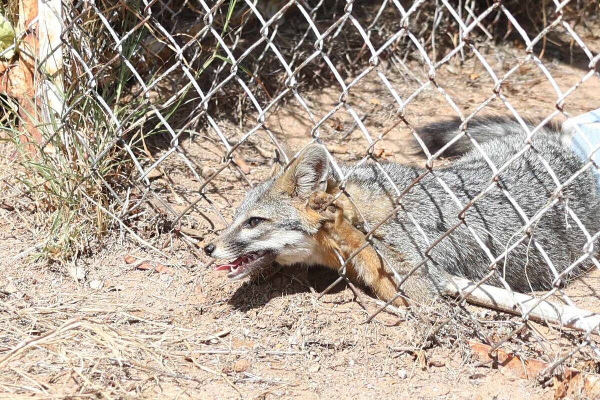 VIDEO: Bomberos de Hermosillo rescatan a zorro atrapado en un cerco