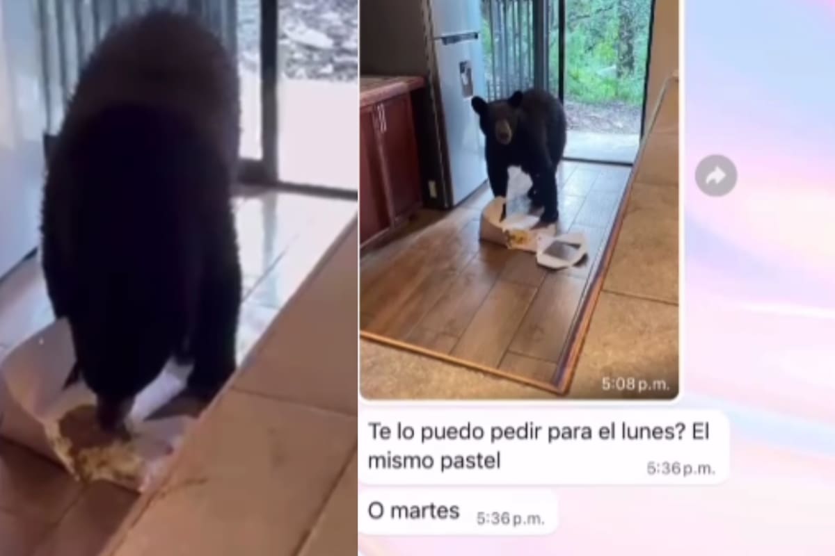 “Hola, un oso se comió mi pastel”: Pastelería revela cómo una clienta envió fotos y video del momento en que el animal devoró su pedido