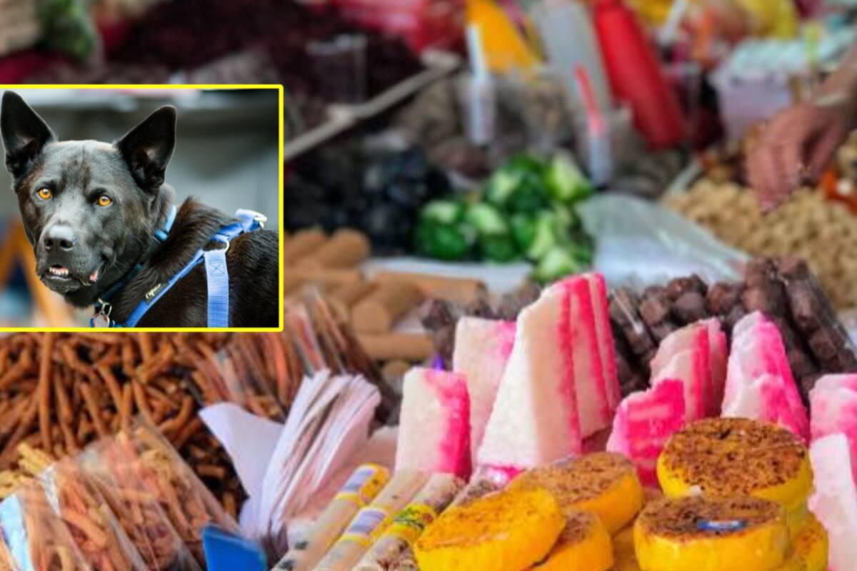 GN asegura presuntos productos con cannabis en Zacatecas