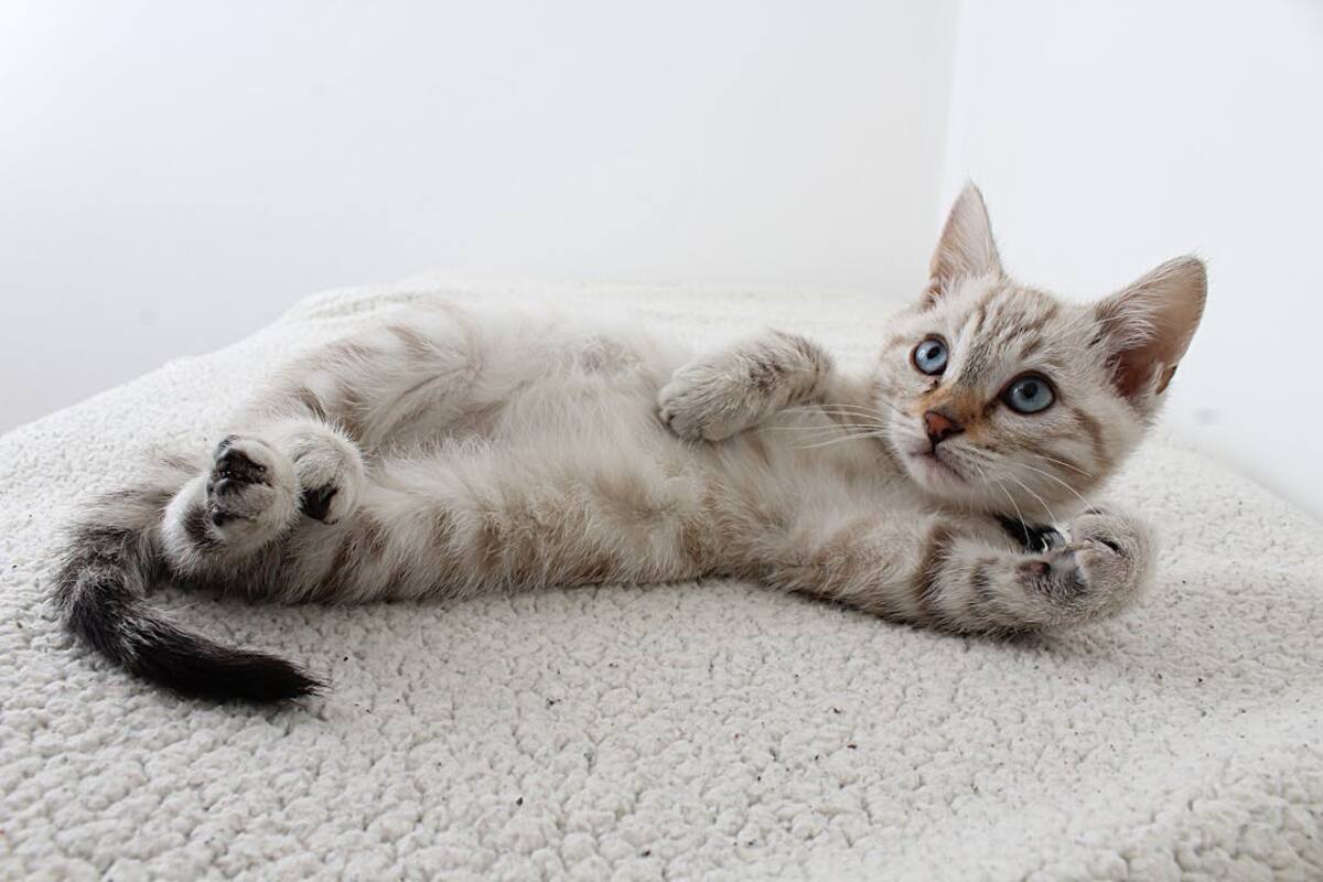 Descubre los sonidos que los gatos oyen y los humanos no, según expertos