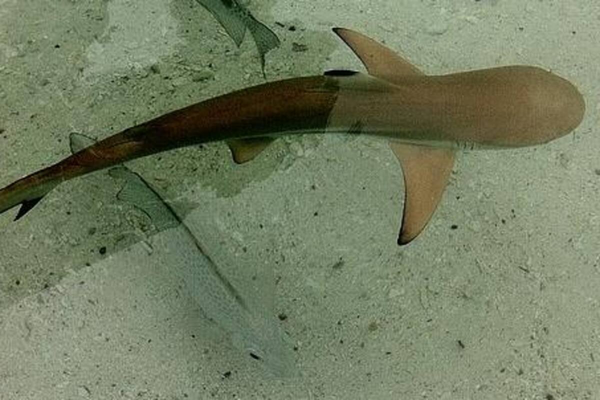 Nace tiburón dentro de un tanque solo habitado por hembras