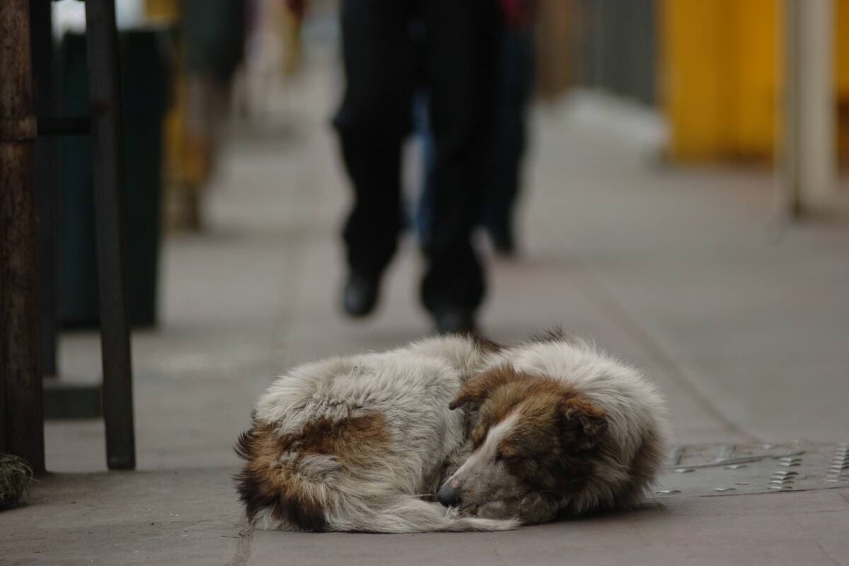 Concientizan en tenencia de mascotas