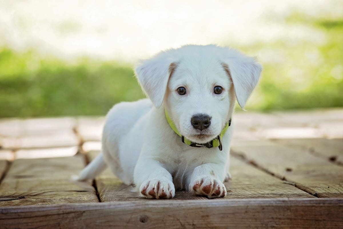 Conoce cuáles son las únicas frutas que puede consumir tu perro