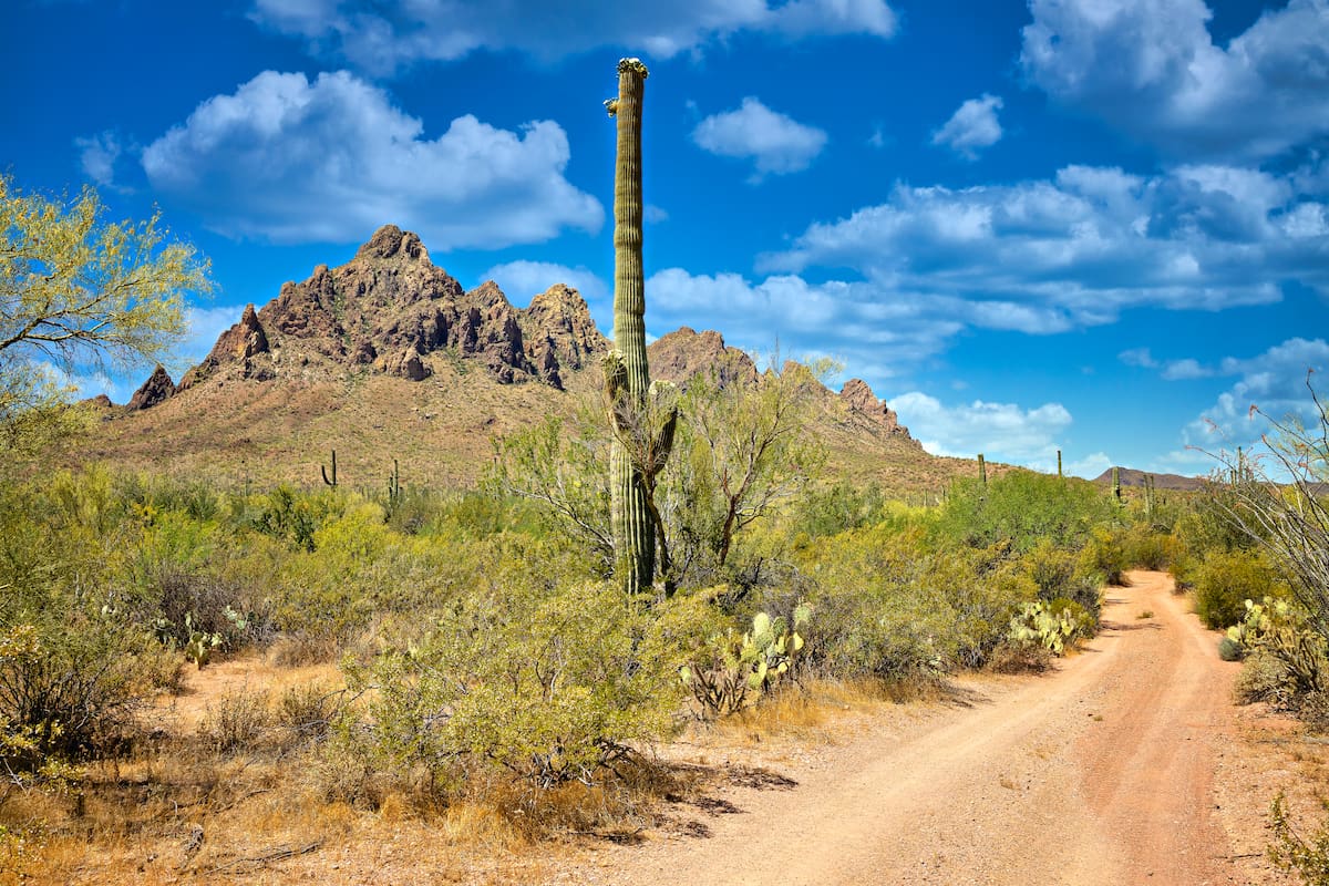 Marana invita a compartir la belleza del Monumento Nacional Ironwood Forest y aparecer en la Guía para Visitantes oficial de la ciudad