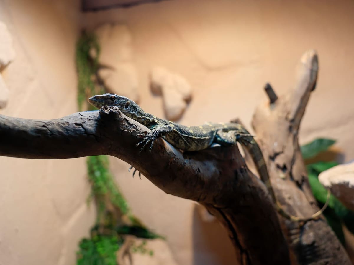 Foto: Juan J. Morales