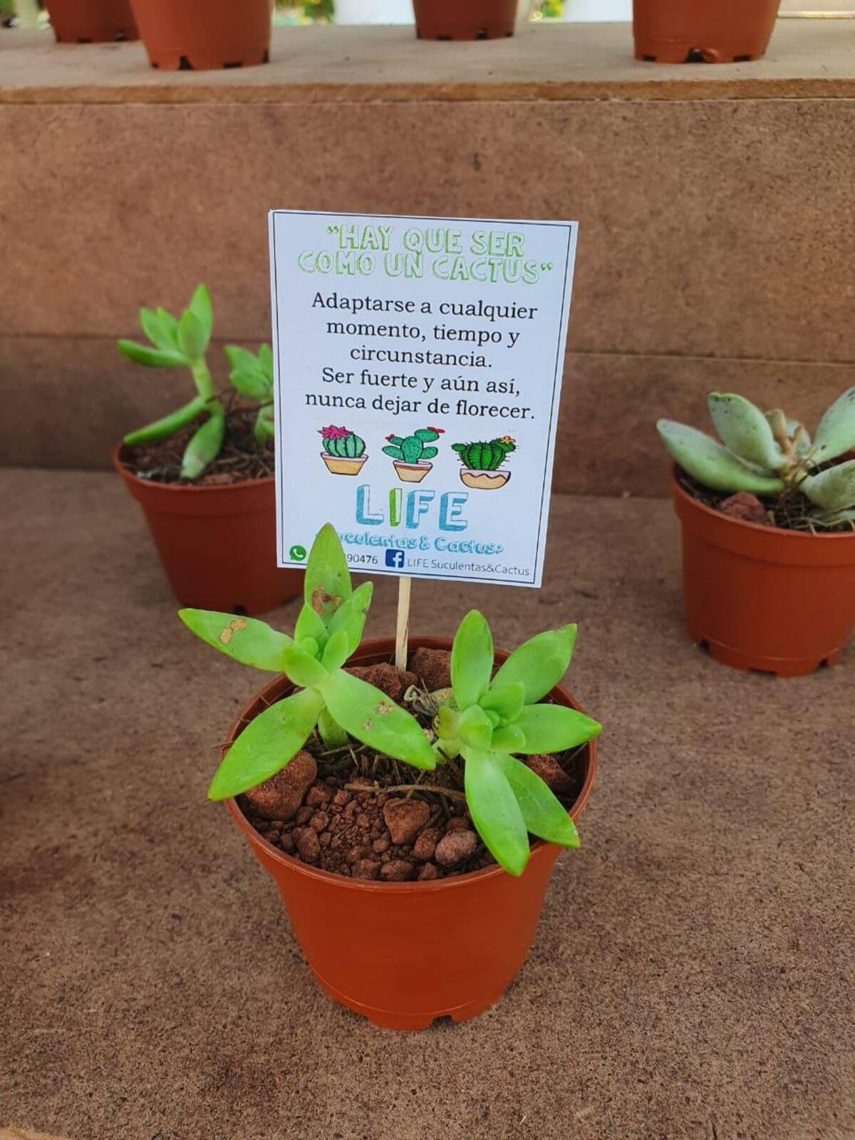 Positivos mensajes acompañan a cactus y suculentas.