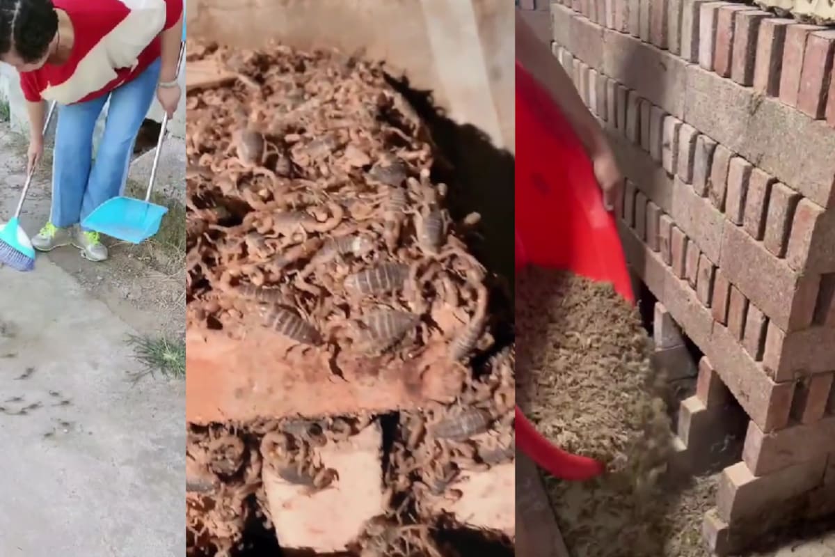 ¿Para qué sirven los criaderos de alacranes?