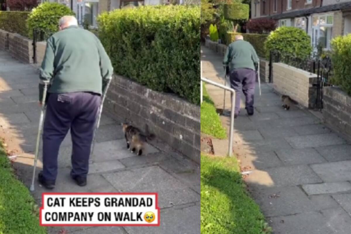 Un gato se vuelve viral por acompañar a un adulto mayor que usa bastones para poder caminar durante su paseo